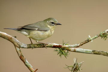 Black-throated Blue Warbler, Setophaga caerulescens