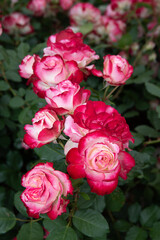 Red and White Variegated Roses bunched, separated from background by shallow depth of field, portrait orientation, beautiful floral background, spring blooms.