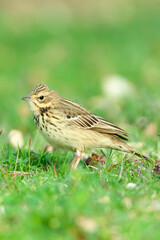 Boompieper, Tree Pipit, Anthus trivialis