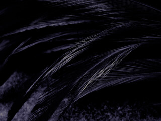 Beautiful abstract purple feathers on dark background, black feather texture on dark pattern and purple background, colorful feather wallpaper, love theme, valentines day