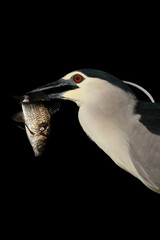 Black-crowned Night Heron, Nycticorax nycticorax