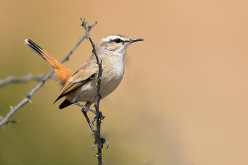 Kalahari Scrub Robin, Cercotricha paena