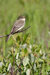 Alder Flycatcher, Empidonax alnorum