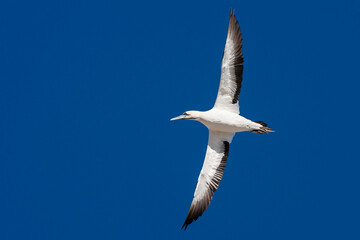 Obraz premium Cape Gannet, Morus capensis