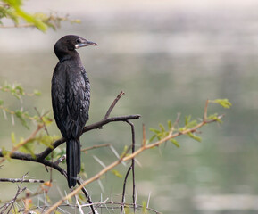 Little Cormorant, Microcarbo niger