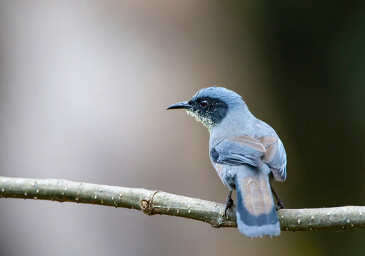 Beautiful Sibia, Heterophasia pulchella