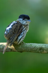 African Broadbill, Smithornis capensis