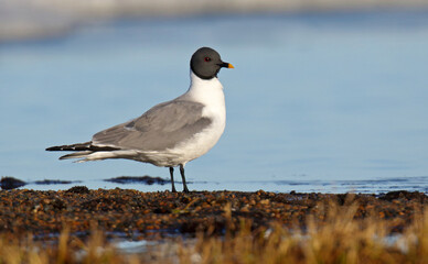 Sabine's Gull, Xema sabini