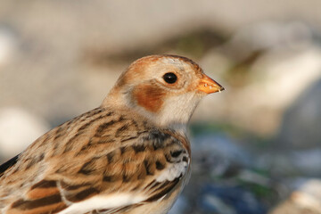 Sneeuwgors, Snow Bunting, Plectrophenax nivalis nivalis