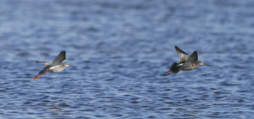 Spotted Redshank, Tringa erythropus