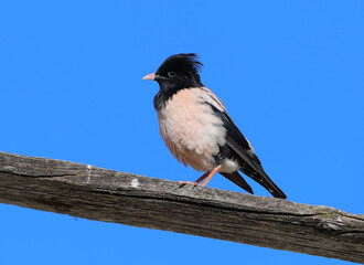 Rose-colored Starling, Pastor roseus
