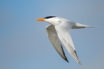 American Royal Tern, Thalasseus maximus