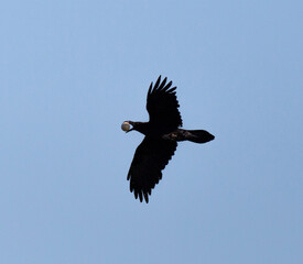 Common Raven, Corvus corax