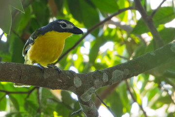 Monteiro's Bushshrike, Malaconotus monteiri