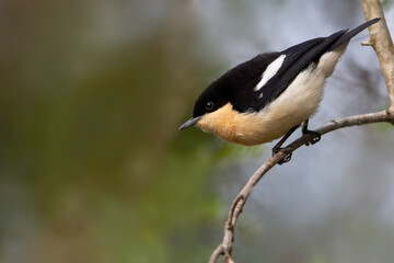 Southern Hyliota, Hyliota australis