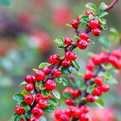 Many red fruits on the branches of a cotoneaster horizontalis bush in the garden in autumn