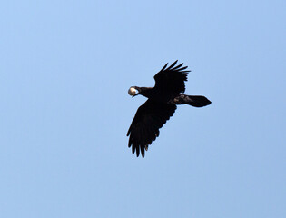 Common Raven, Corvus corax