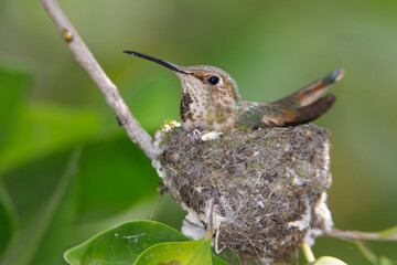 Allen's Hummingbird, Selasphorus sasin
