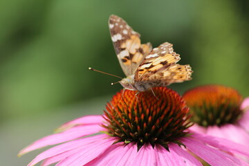 butterfly on flower