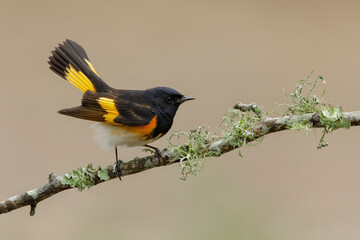 American Redstart, Setophaga ruticilla