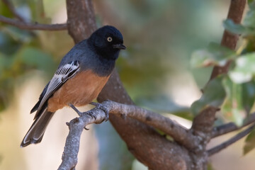 Rufous-bellied Tit, Melaniparus rufiventris