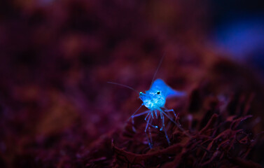 Krill auf roter Koralle