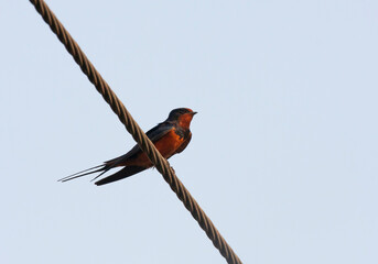 Egyptian Barn Swallow, Hirundo rustica savignii