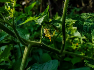 Obraz premium Tomato plants belong to the plant group known as flowering plants or angiosperms. The tomato plant reproduces sexually, meaning that it requires both female and male organs to produce seeds.