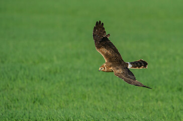 Pallid Harrier, Circus macrourus