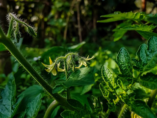 Tomato plants belong to the plant group known as flowering plants or angiosperms. The tomato plant reproduces sexually, meaning that it requires both female and male organs to produce seeds.