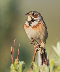 Chestnut-eared Bunting, Emberiza fucata