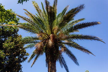 Fototapeta na wymiar Beautiful palm tree against the blue sky close-up.