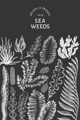Seaweed design template. Hand drawn vector seaweeds illustration on chalk board. Engraved style sea food banner. Vintage sea plants background