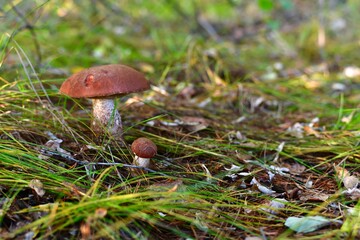  Big and small mushroom, brightly dark red boletus in the grass sedge.