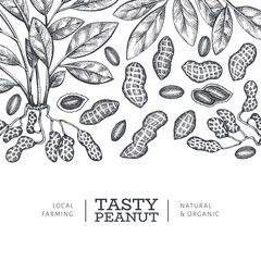 Hand drawn peanut branch and kernels design template. Organic food vector illustration on white background. Retro nut background. Engraved style botanical picture.