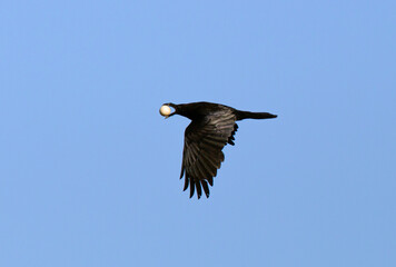 Common Raven, Corvus corax
