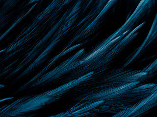 Beautiful abstract blue feathers on dark background and black feather texture on blue pattern and blue background, feather wallpaper, blue banners, love theme, valentines day