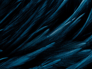 Beautiful abstract blue feathers on dark background and black feather texture on blue pattern and...