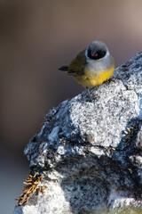 Angolan Waxbill, Coccopygia bocagei
