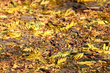 yellow leaves on the ground in the sun