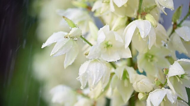 Yucca flowers watering slow motion