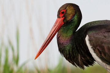 Black Stork, Ciconia nigra