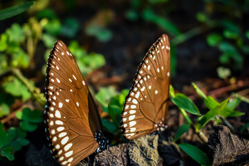 Euploea core, the common crow,is a common butterfly found in South Asia to Australia. In India it is also sometimes referred to as the common Indian crow, and in Australia as the Australian crow.