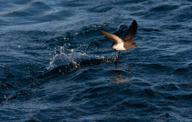 White-bellied Storm Petrel, Fregetta grallaria.