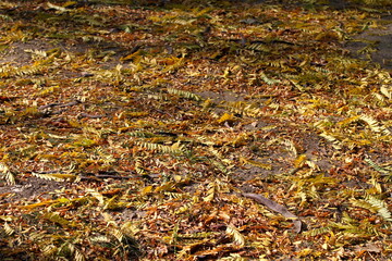 yellow leaves on the ground in the sun