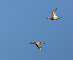 Garganey, Anas querquedula