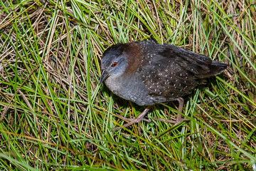 Black Rail, Laterallus jamaicensis