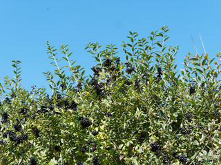 Fototapeta na wymiar (Ligustrum vulgare) Shrub of wild privet with mature black berries and shiny green lanceolate leaves on stiff erect stems under blue sky 