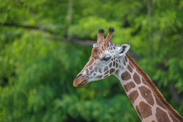 Portrait of young tall African giraffe with long neck green forest background with copy space for text, closeup, details.