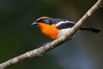 Braun's Bushshrike, Laniarius brauni